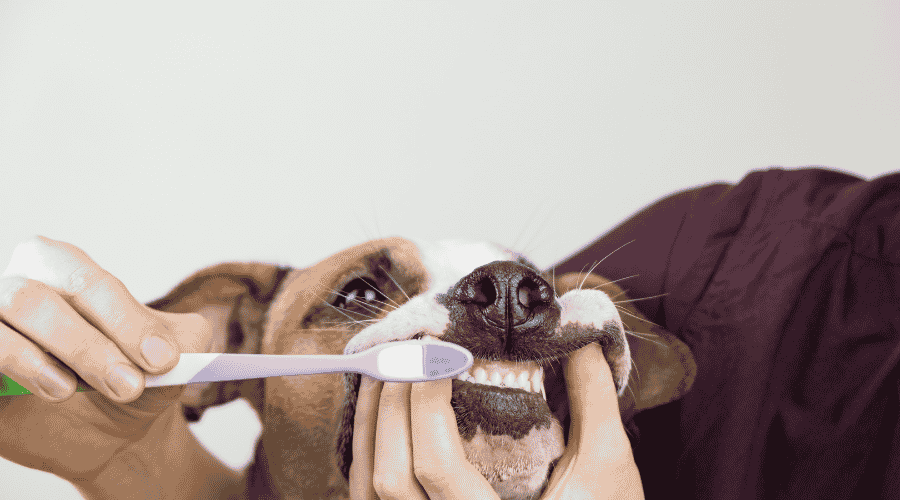 tips brush dog teeth