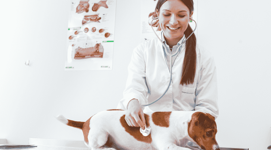 take Your Dog To A Vet