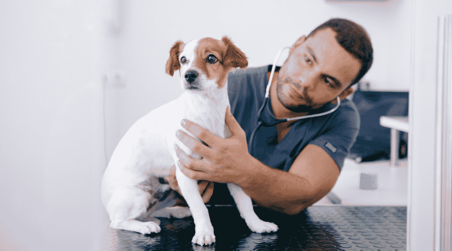 dog visit vet
