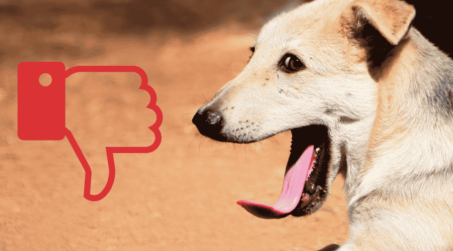 Dogs Yawn