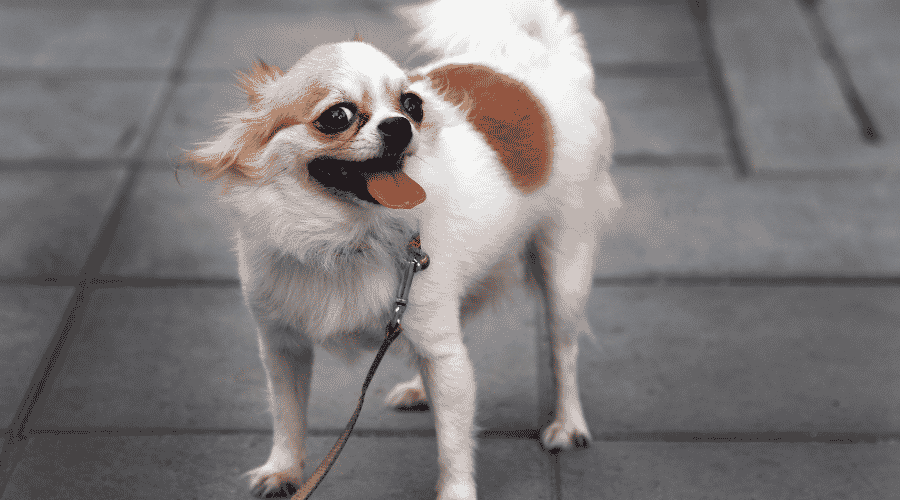 Most Common Cause Of Metallic Smell In Dogs