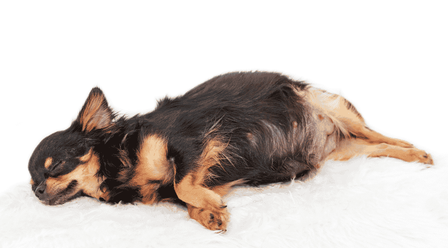 pregnant dog Will Change Behavior