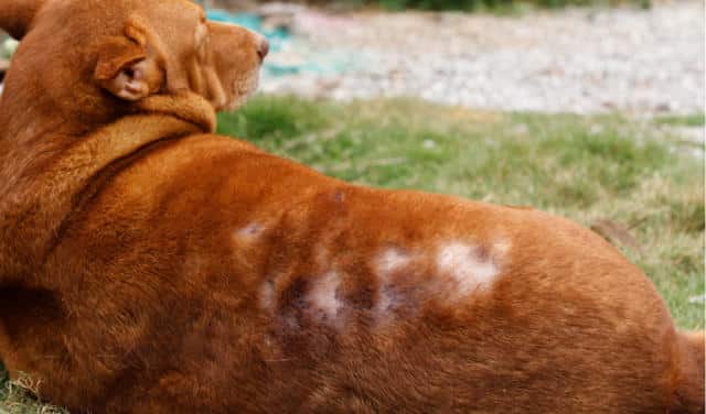 Post Grooming Alopecia