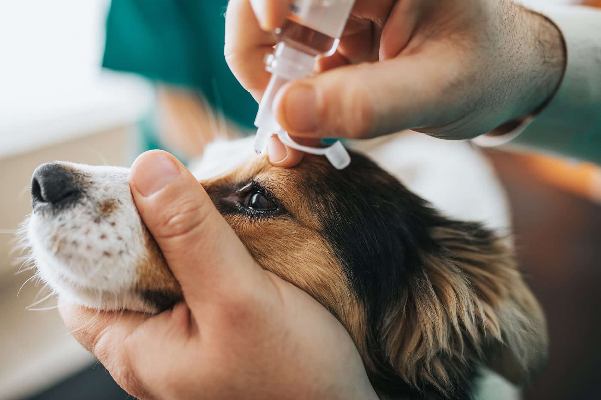 Canine Conjunctivitis