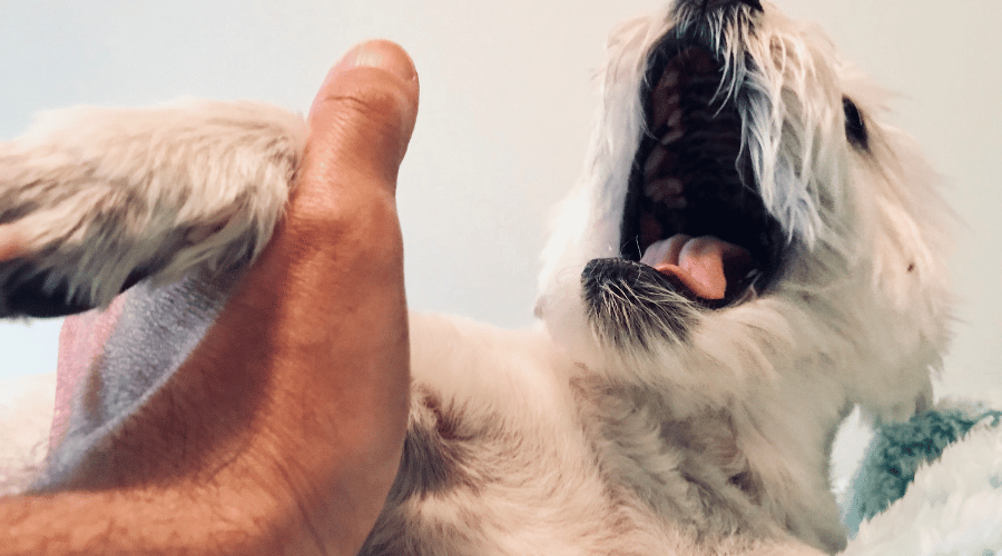 dog is in pain