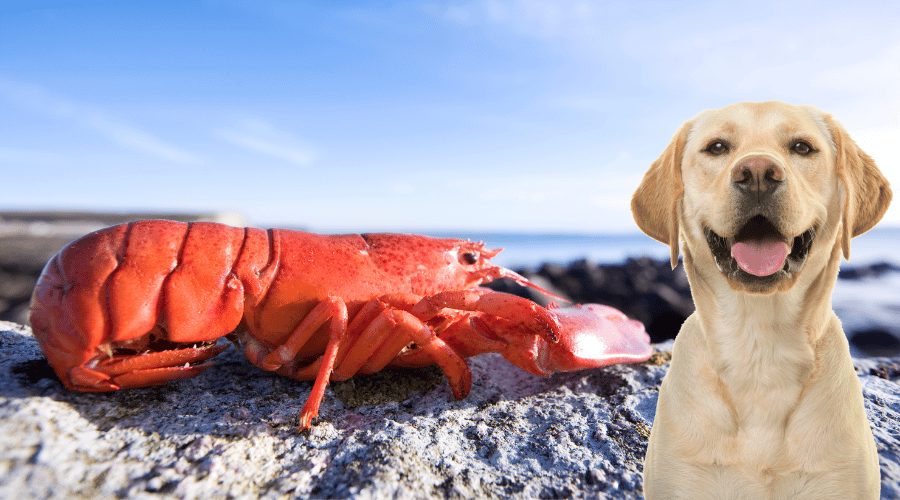 Dogs Eat Lobster