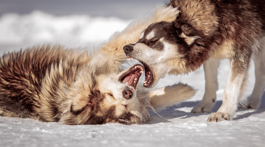 your pet or another dog can become aggressive