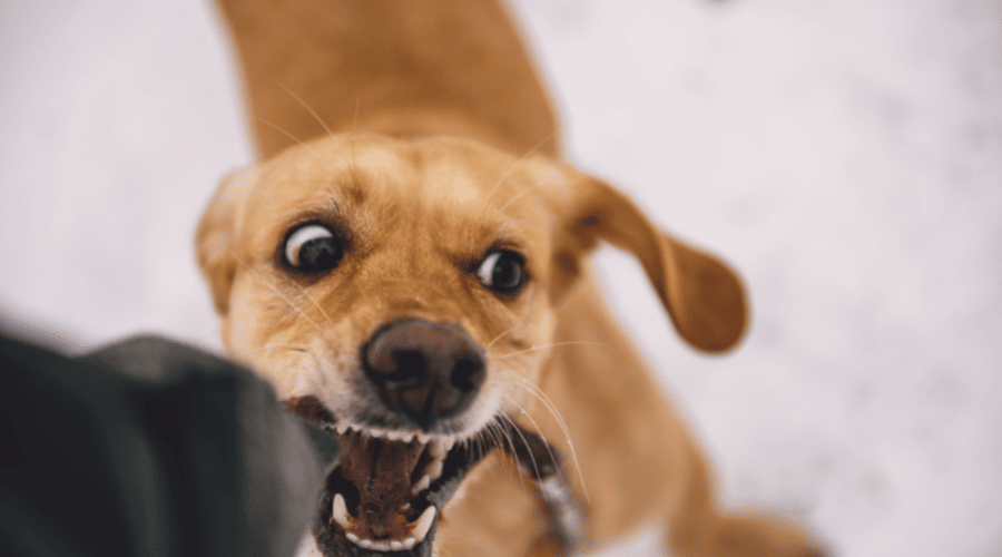 Dogs Attack Without Warning