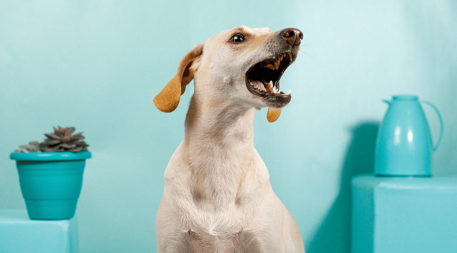 Why Your Dog Whines 