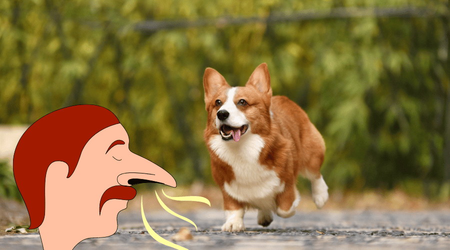 My Dog Smell Like Urine Ammonia