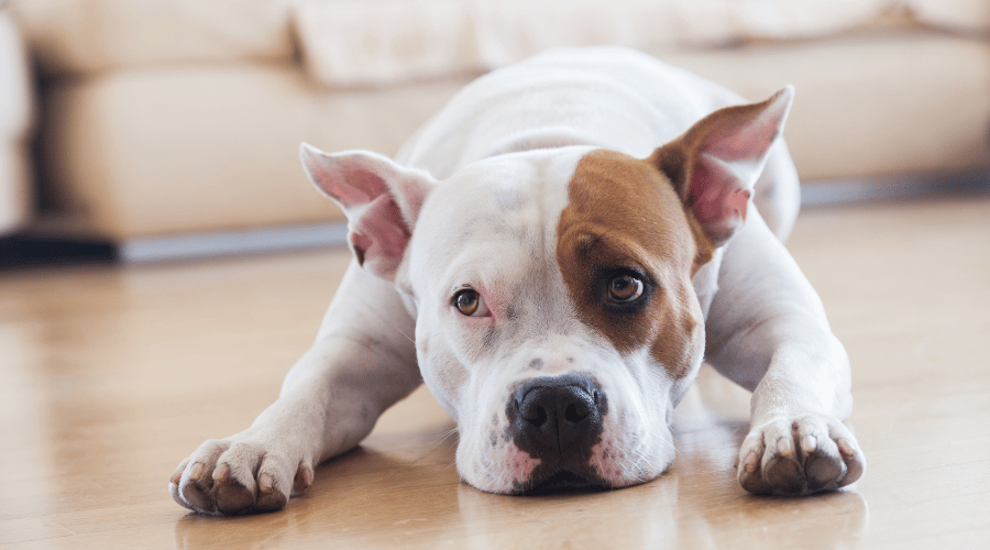 pet may suffer from kidney diseas