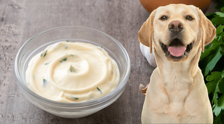 Your Dog Eats Mayo