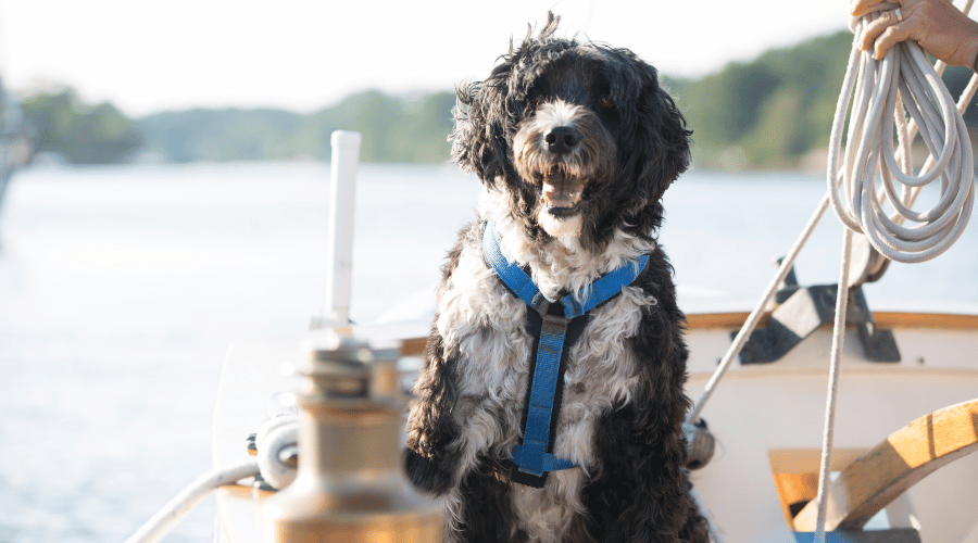 Portuguese Water Dog
