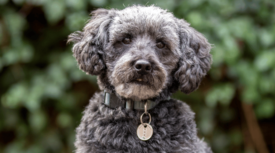 Dog Breed Hypoallergenic