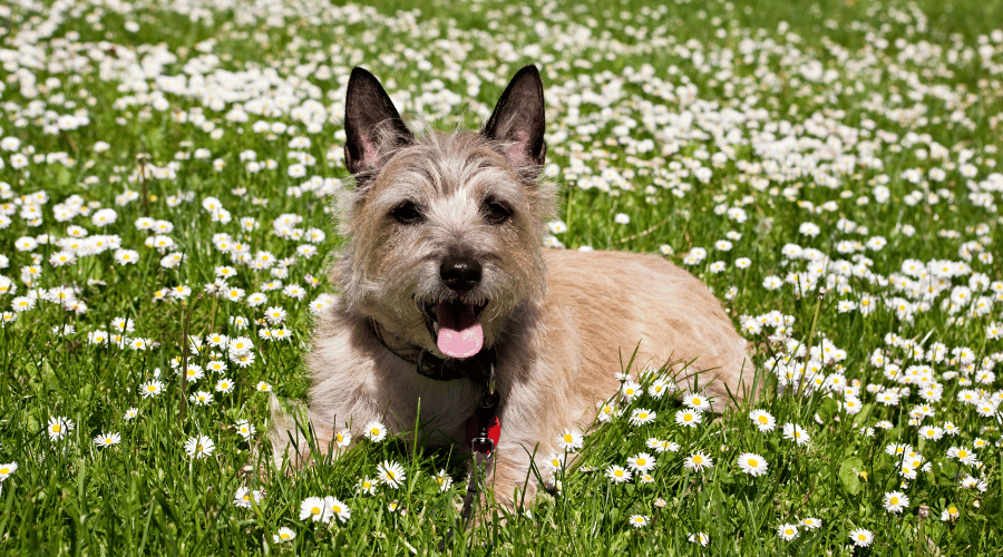 Cairn Terrier dog breed