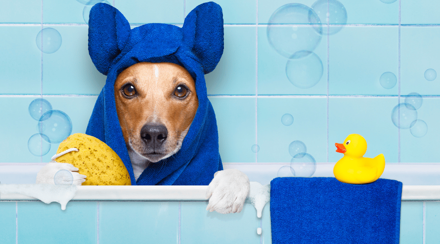 dos and donts dog grooming