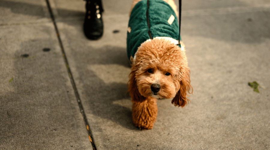 Havapoo Dog Breed Hypoallergenic