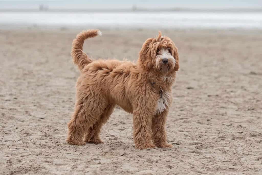 Australian Labradoodle