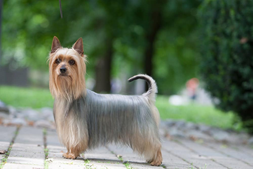 Australian Silky Terrier