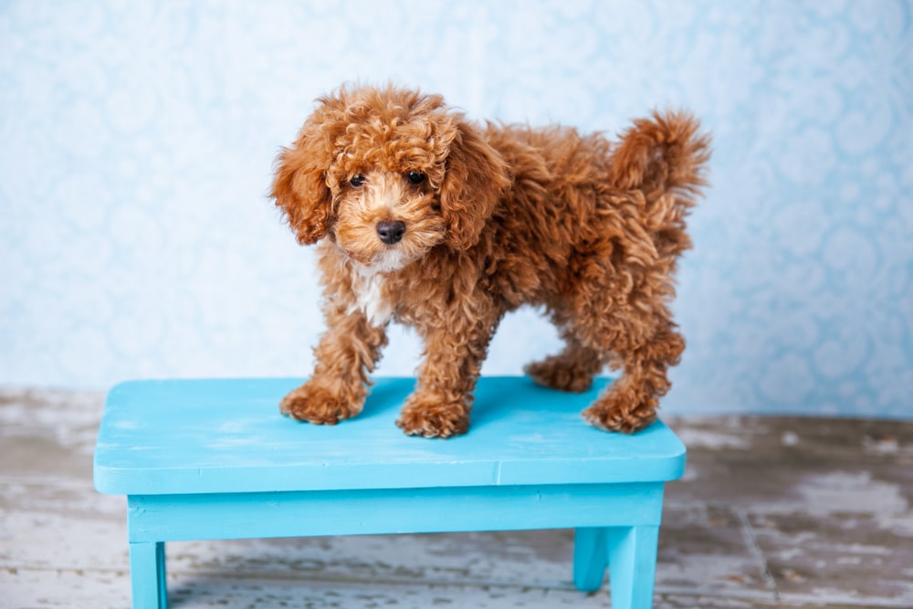 Bichon Poodle