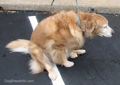 Dogs Drag Their Butts On The Ground