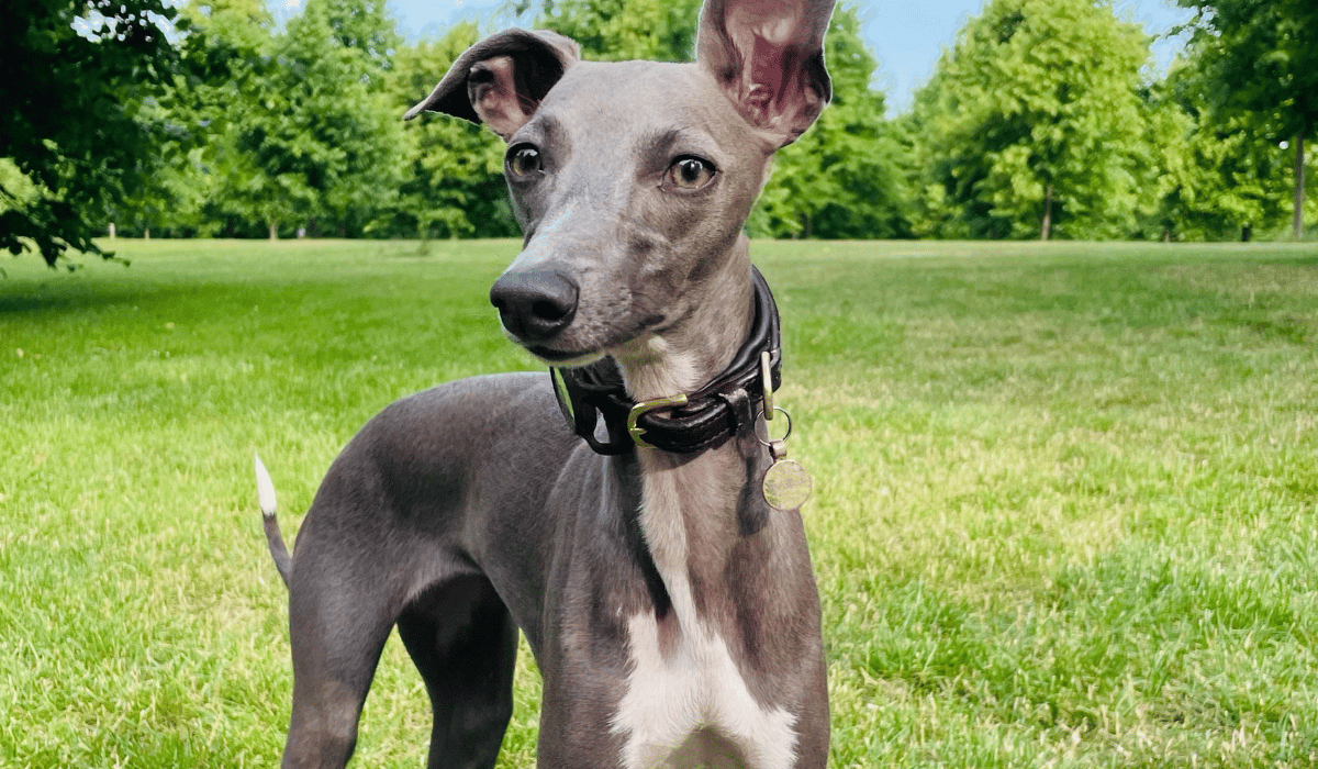 Italian Greyhound