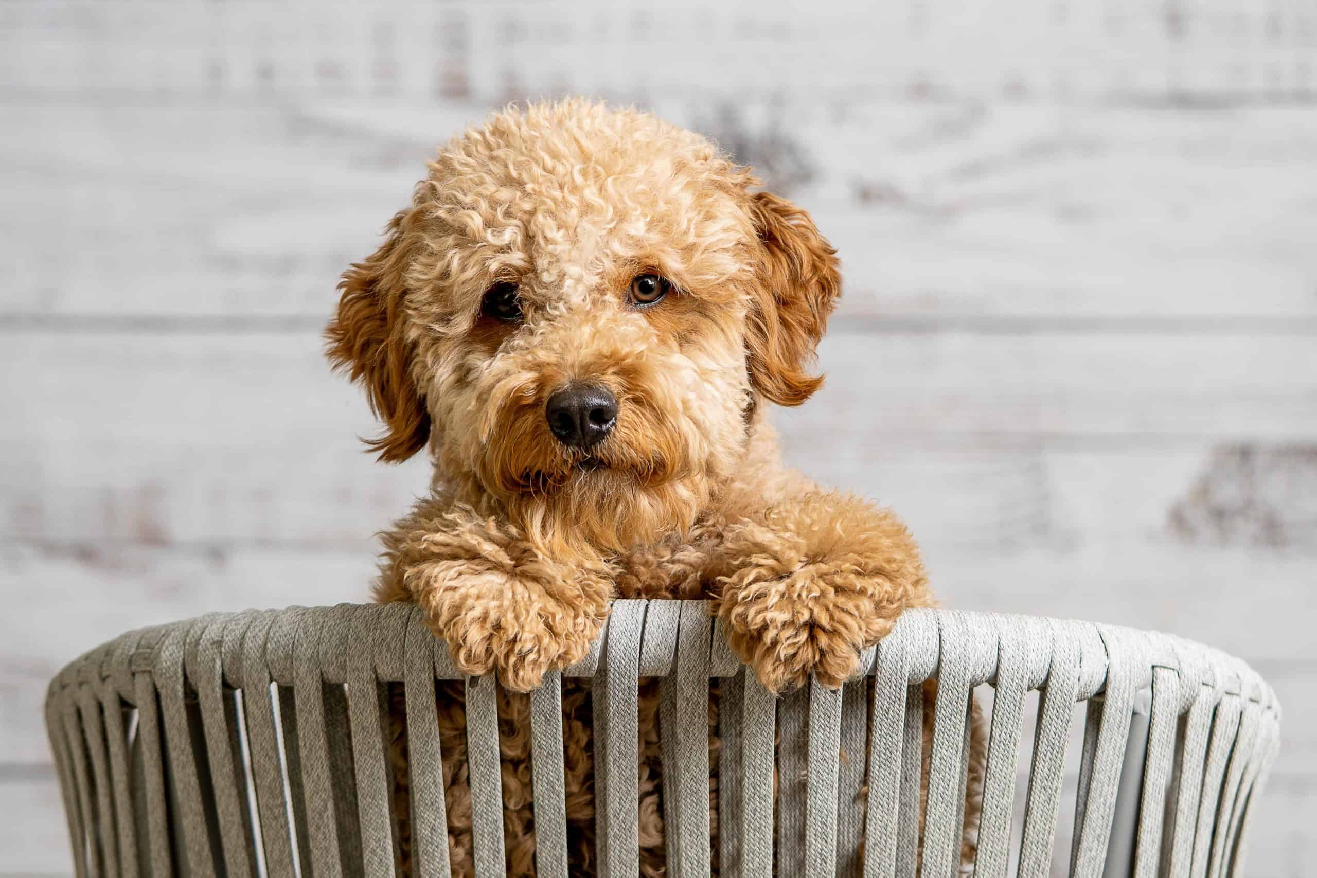 Miniature Goldendoodle