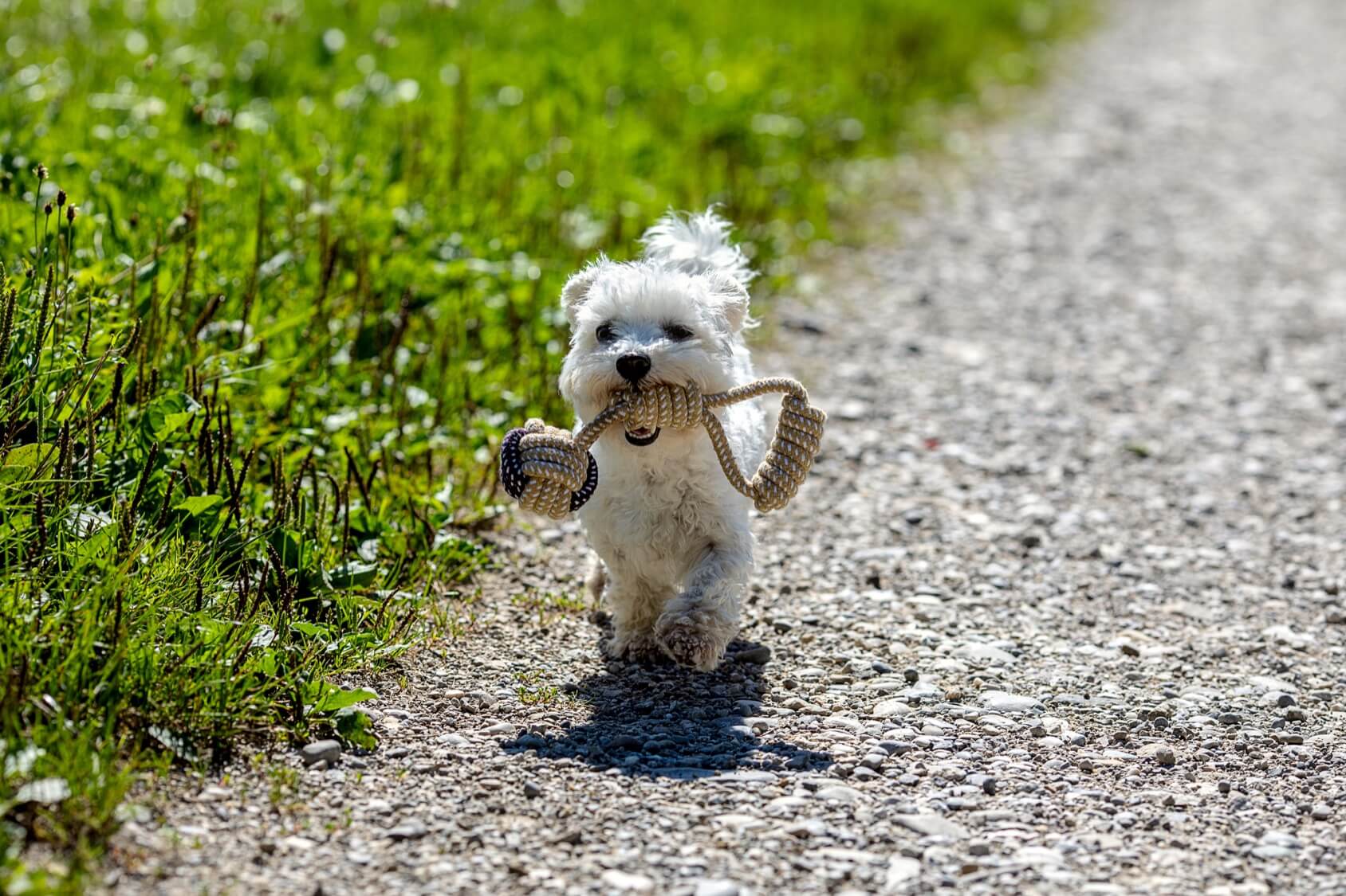 Teacup Maltese