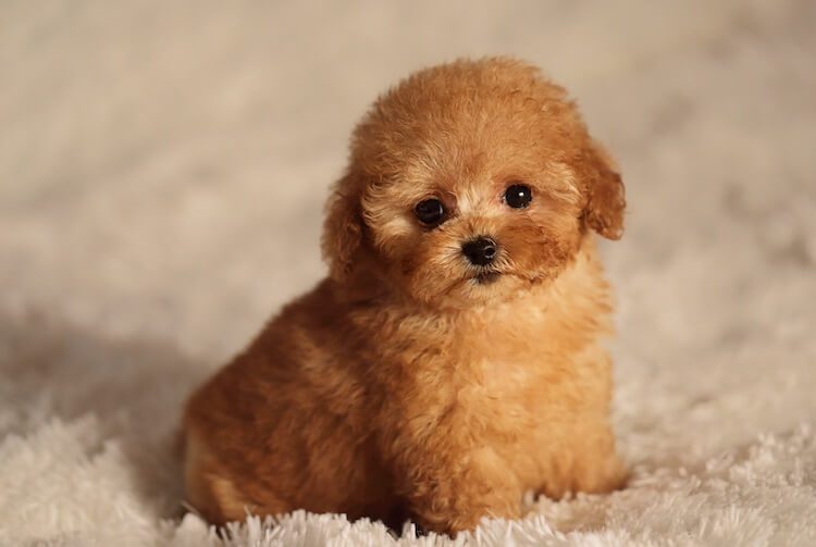 Teacup Poodle