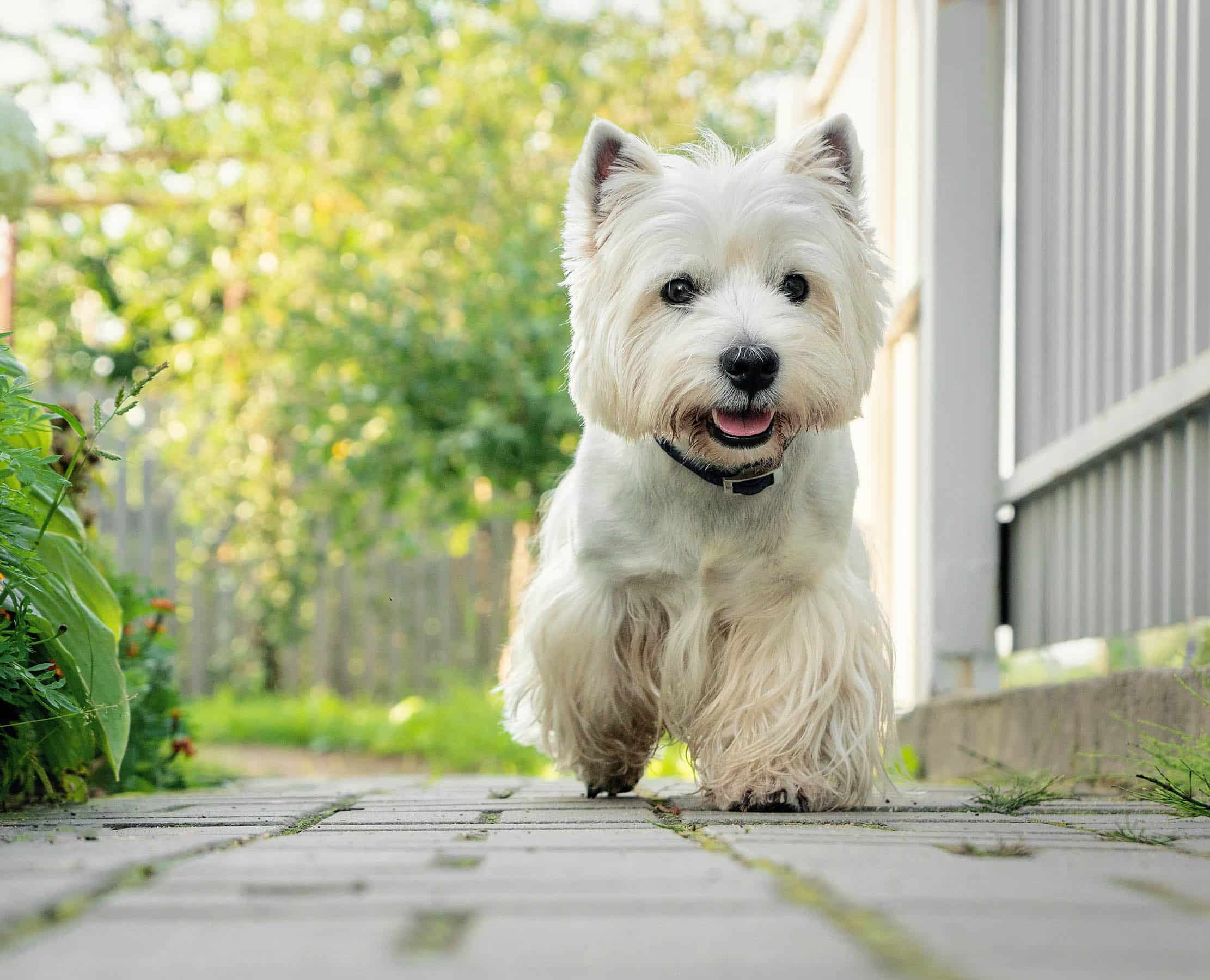 West Highland Terrier