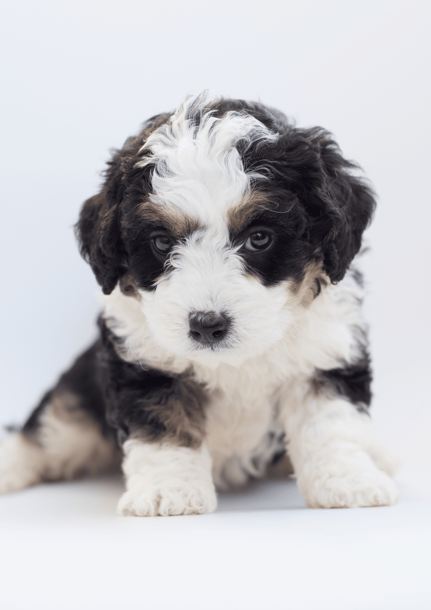 bernedoodle Dog Breed Hypoallergenic