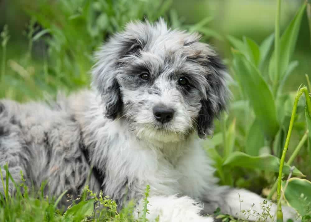 Aussiedoodle
