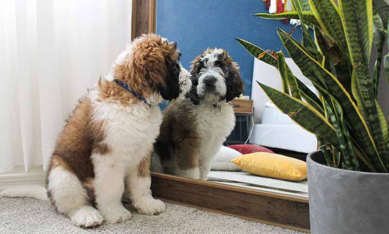 Saint Berdoodle custest dog breed