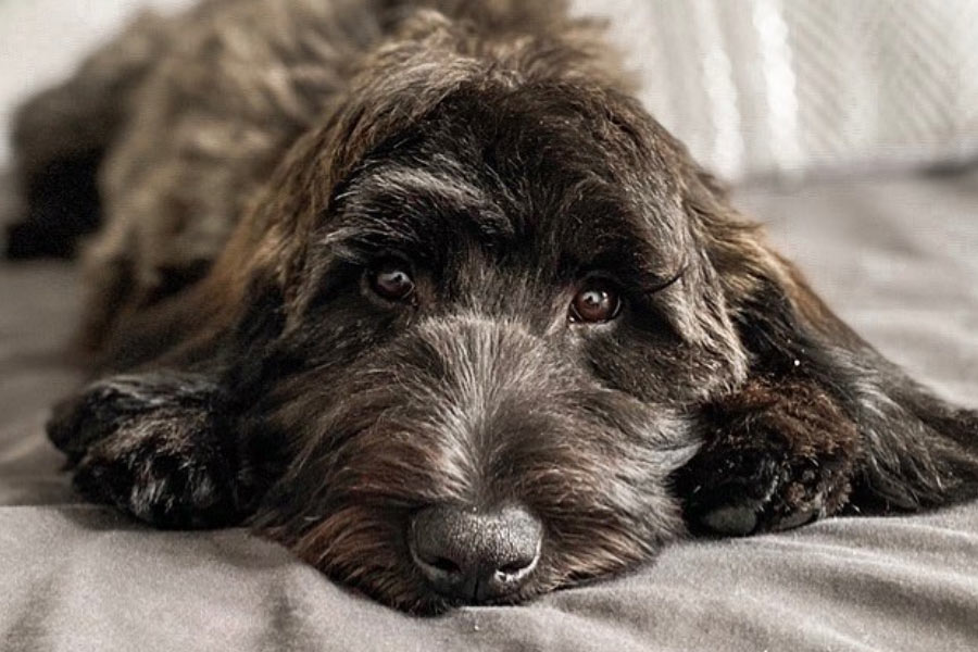 Whoodle