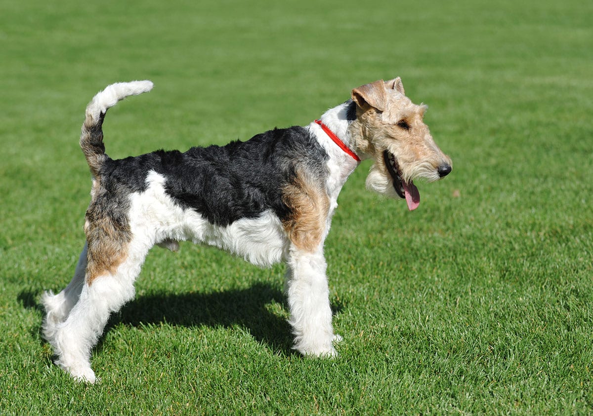 Wire Haired Fox Terrier
