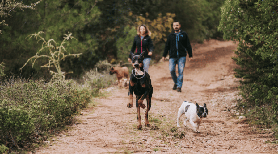 dogs walking dos and don'ts