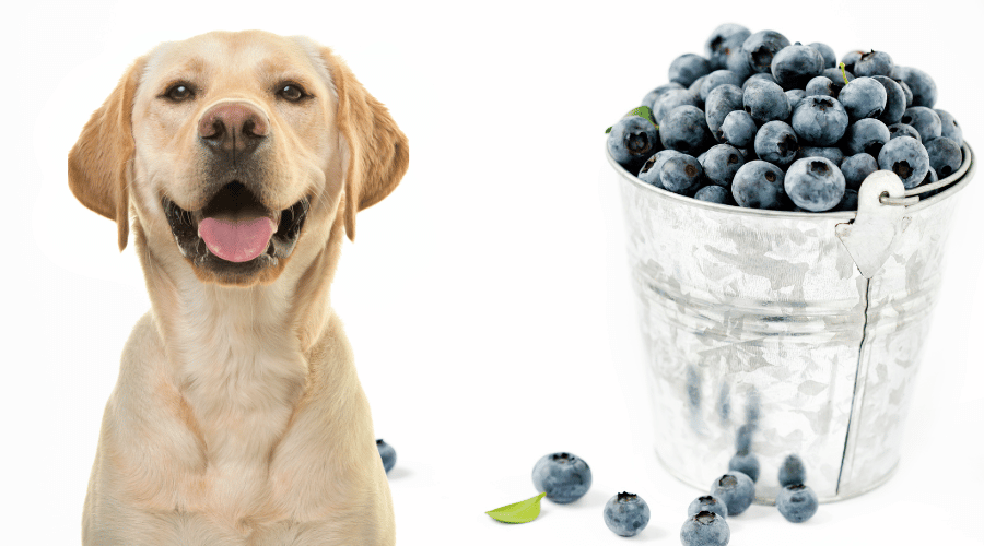 Can Dogs Eat Blueberries