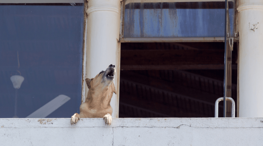Dog Howling When Left Alone