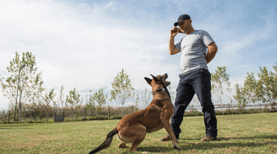 dog training annual cost of owning a dog