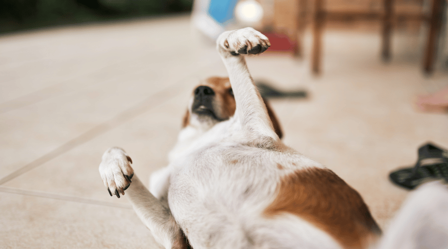 How To Clean A Dog's Dirty Belly