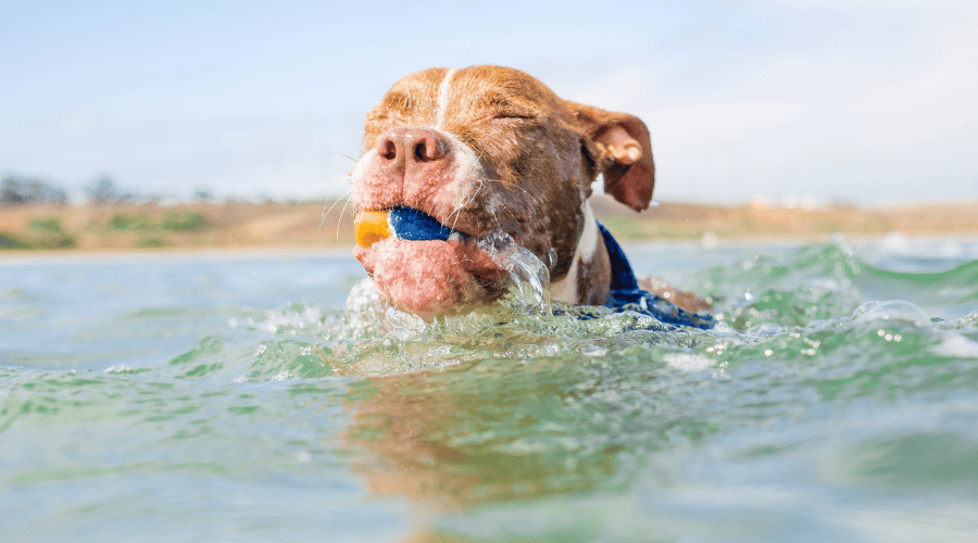 Your Dog Is Nervous