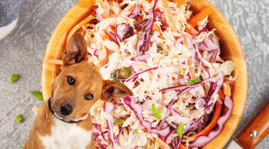 What To Do If A Dog Ate Coleslaw