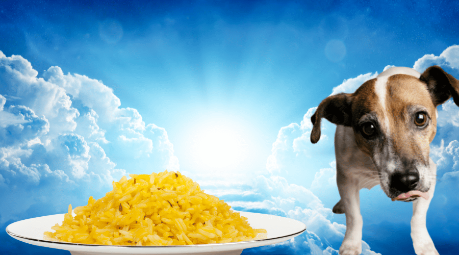 Don’t Feed Too Much Yellow Rice