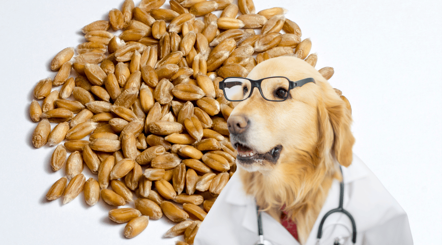 Potential Health Benefit Of Eating Farro