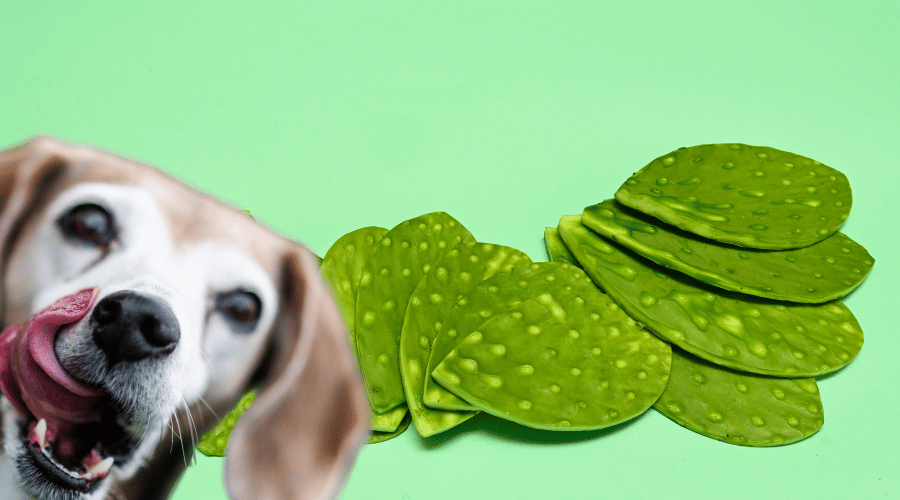 Can Dogs Eat Nopales