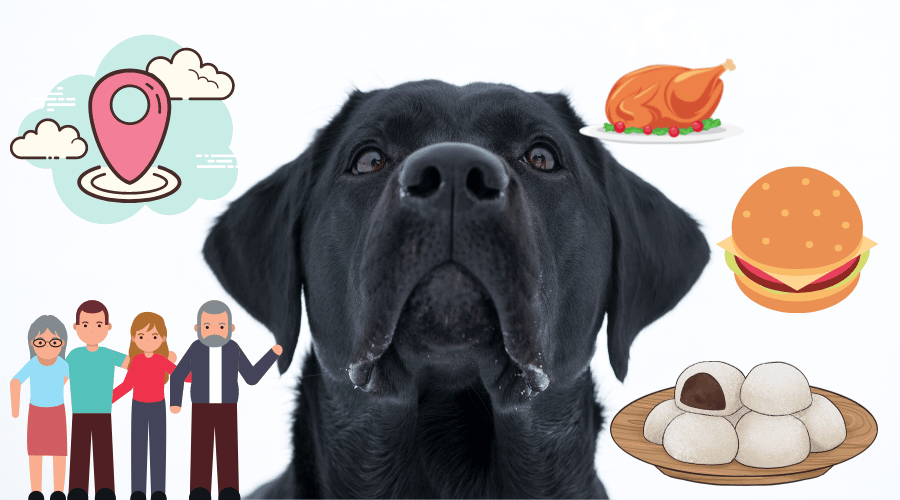 Dogs Remember More Than We Think