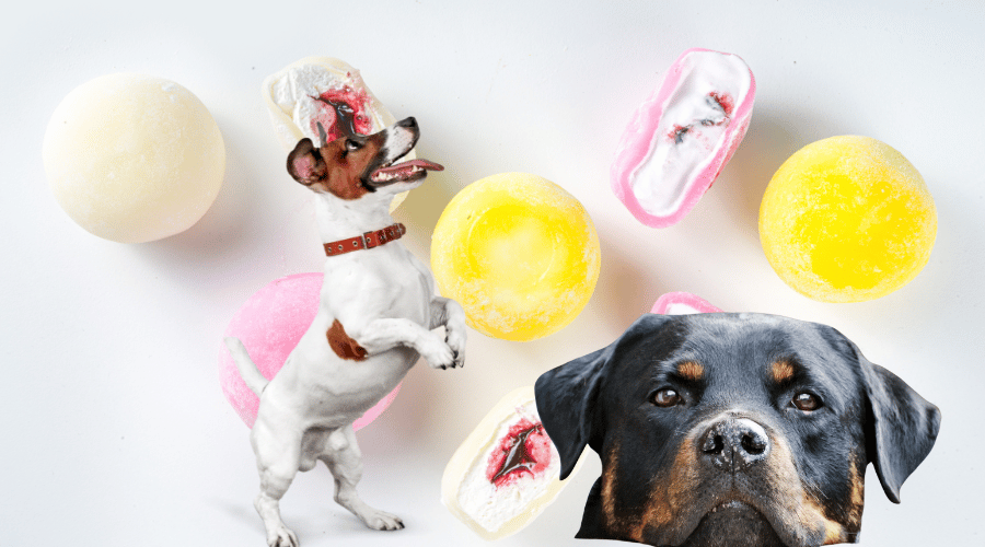 is mochi safe for dogs