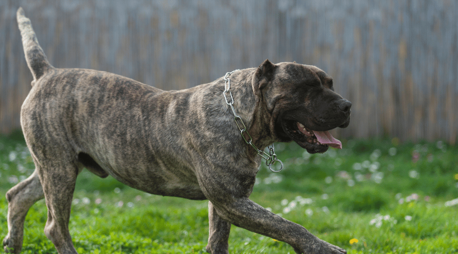 presa canario dog breeds banned in the USA