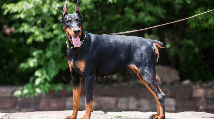 Doberman Pinscher dog breed banned in the USA