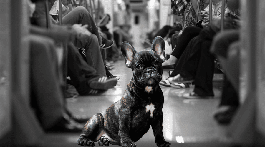 Bring Your Dog On A Subway With You